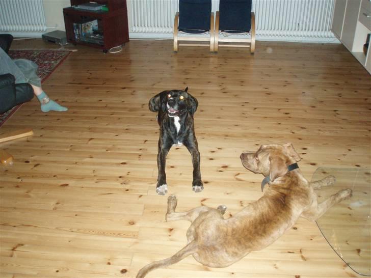 Blanding af racer shaki - shaki og gismo, hendes søn fra første kul billede 8