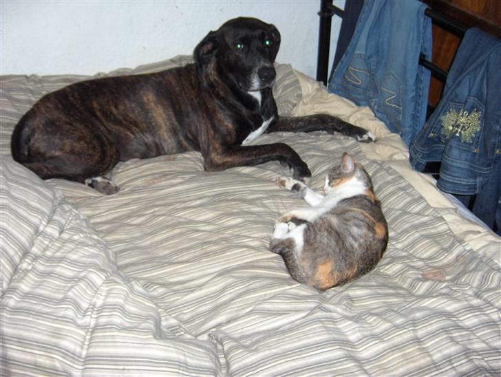 Blanding af racer shaki - shaki og shaklin billede 9