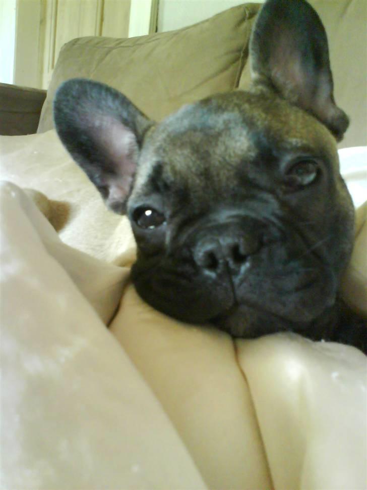 Fransk bulldog Lukas billede 7