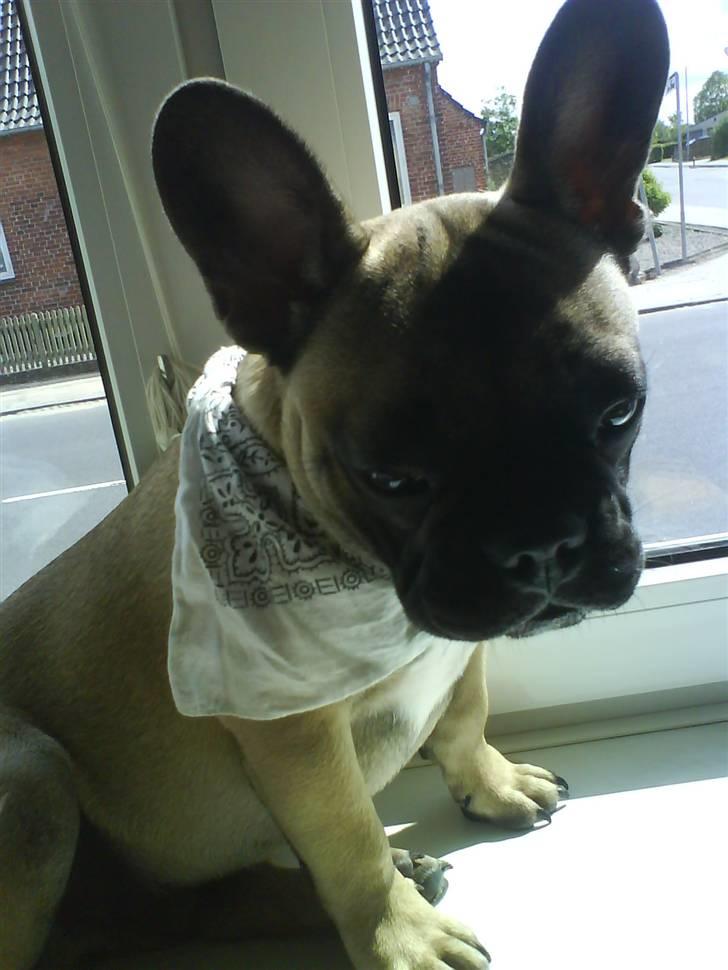 Fransk bulldog Lukas billede 8