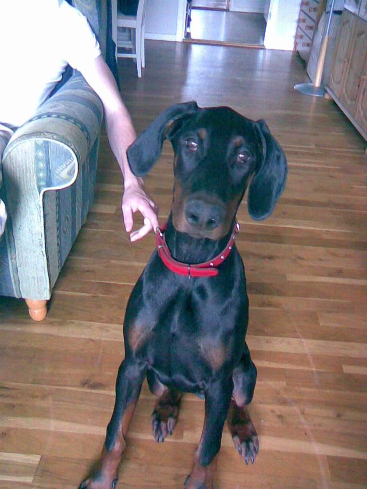 Dobermann Diego billede 1