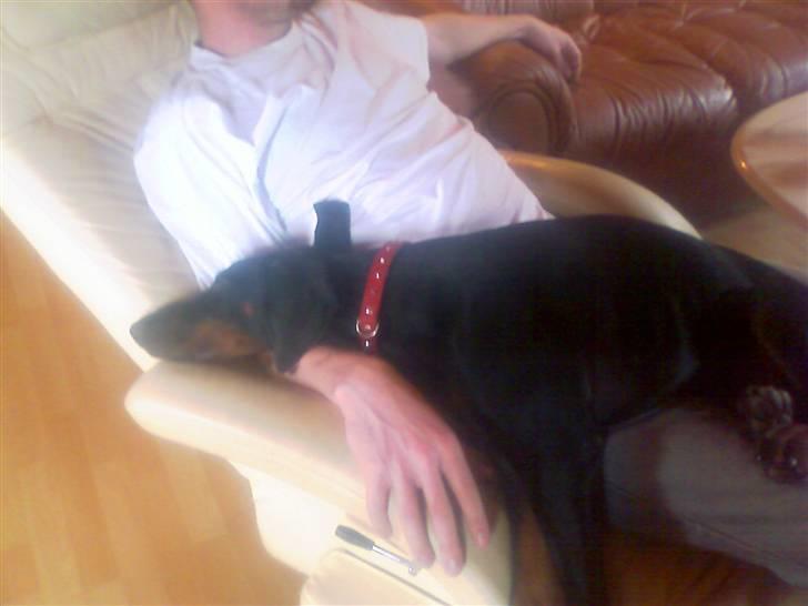 Dobermann Diego billede 2