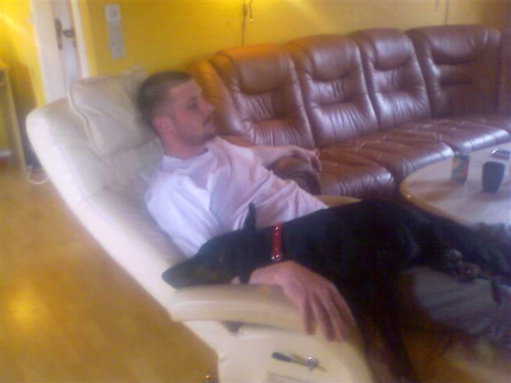 Dobermann Diego billede 3