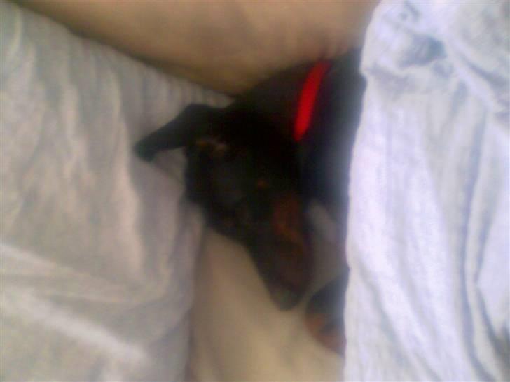 Dobermann Diego billede 4