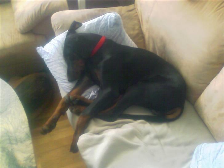 Dobermann Diego billede 5