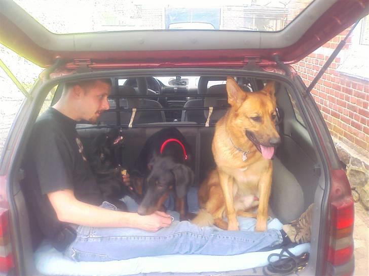 Dobermann Diego billede 6