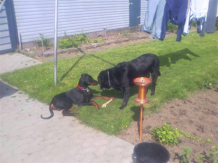 Dobermann Diego billede 7