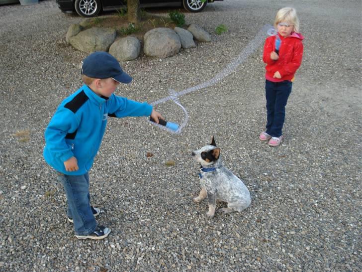 Australsk cattledog Anton *Himmelhund* - Anton vil frygtelig gerne sjippe med disse to børn... billede 13