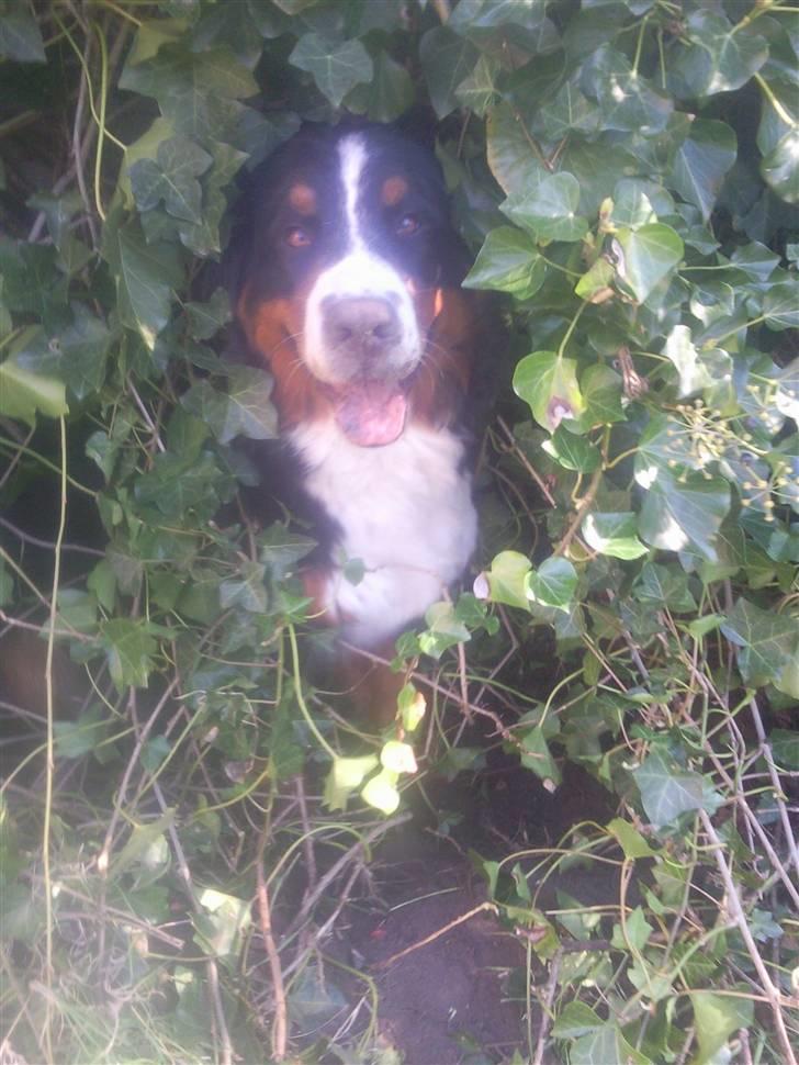 Berner sennenhund Luna - Mors hund :) Det ka vi rigtig godt li.. billede 9