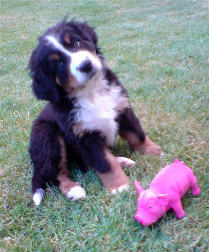Berner sennenhund Luna - Må jeg ik snart tage grisen?? billede 10