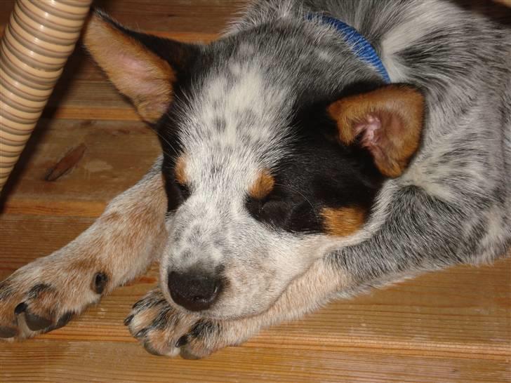 Australsk cattledog Anton *Himmelhund* billede 14