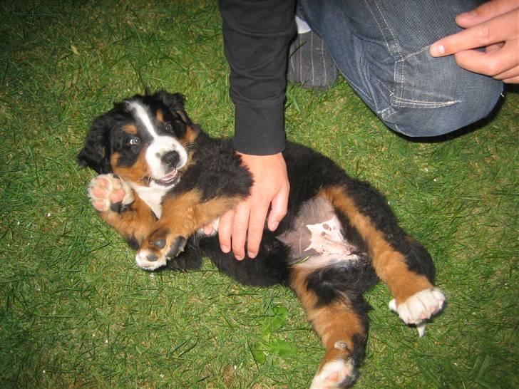 Berner sennenhund Luna - Karatedronningen Luna..  billede 11