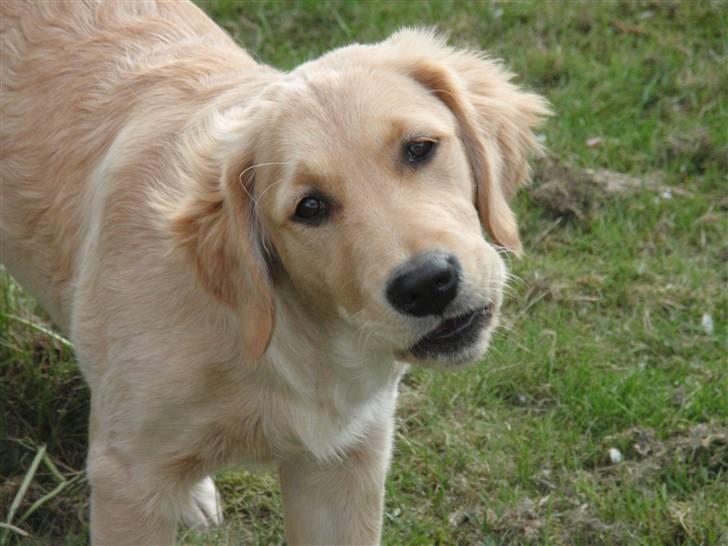 Golden retriever Mille - ??? billede 18
