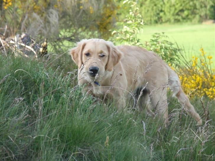 Golden retriever Mille - Hun er lige på jagt! hehe.. billede 20