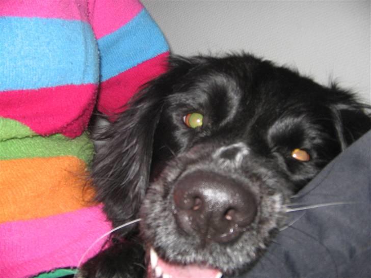 Grosser Münsterländer Bess - jeg tager lige en skpper billede 8