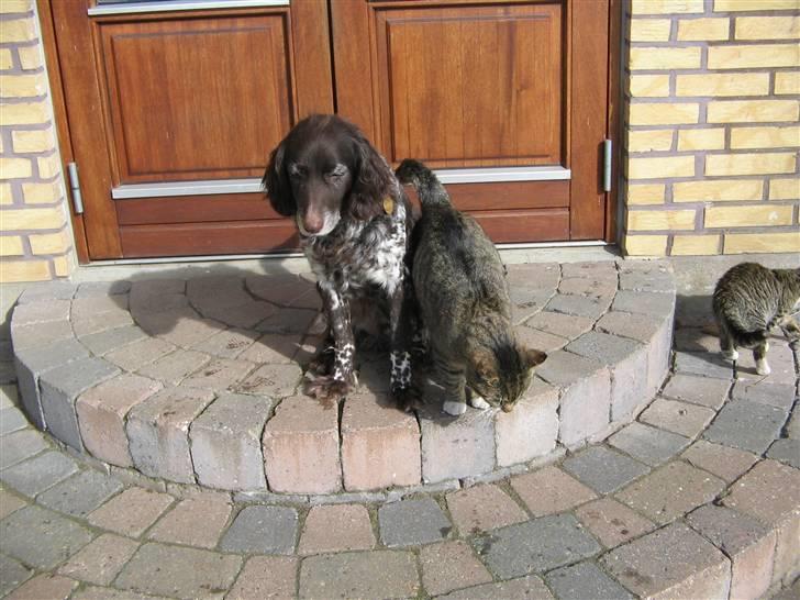 Kleiner münsterländer Tassi billede 8