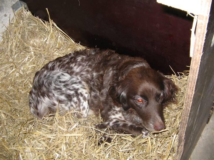 Kleiner münsterländer Tassi billede 9
