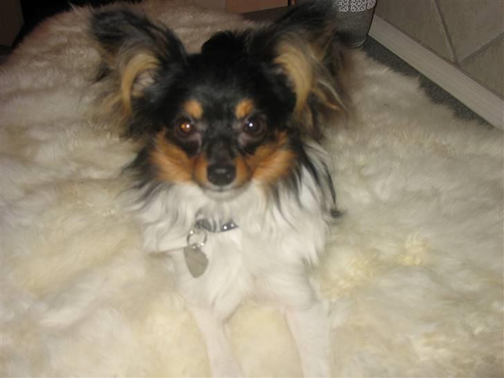 Papillon Chico billede 12