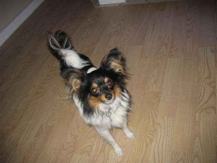 Papillon Chico billede 13