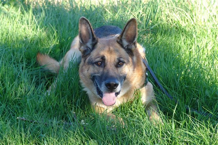 Schæferhund Sippo 'R.I.P' - Hmm jeg nyder at ligge i græsset billede 1