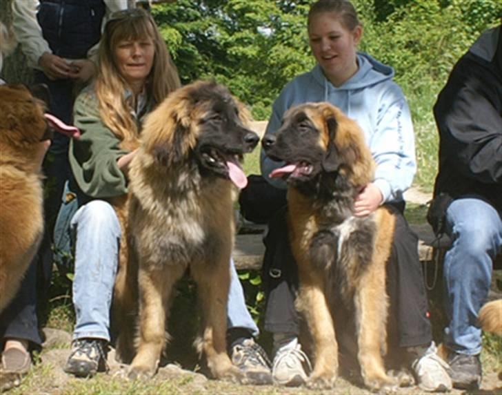 Leonberger Star of Regulus Red Skin - Jeg sidder i den blå trøje. Amos sidder foran mig. billedet er taget til et hvalpetræf billede 13