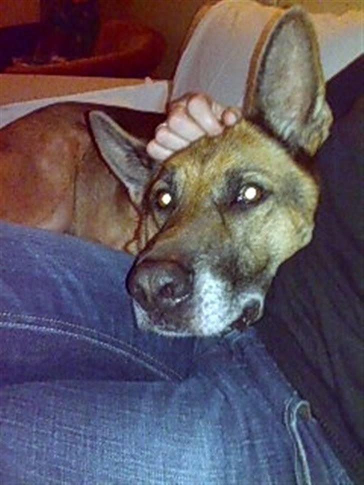 Schæferhund Sippo 'R.I.P' - Jeg kan rigtig godt lide at putte. billede 2