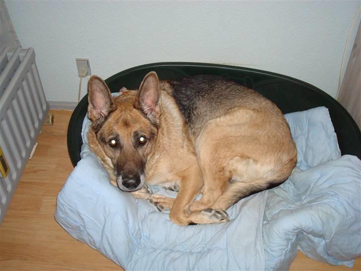 Schæferhund Sippo 'R.I.P' - Hey se min dejlige kurv billede 3