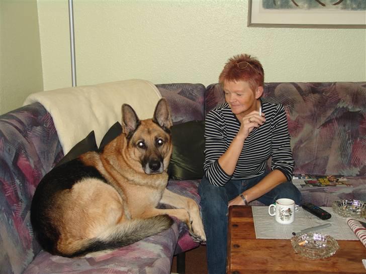 Schæferhund Sippo 'R.I.P' - Det er så mig og min "plejemor" Eller bedste mor eller hvad vi skal kalde hende. billede 4