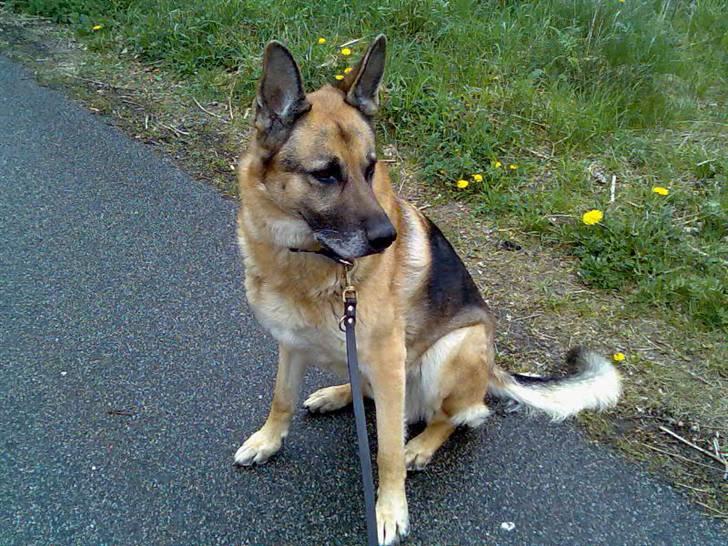 Schæferhund Sippo 'R.I.P' - Se hvor fin jeg er billede 5