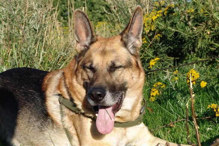 Schæferhund Sippo 'R.I.P' - Hmm sol er godt billede 6