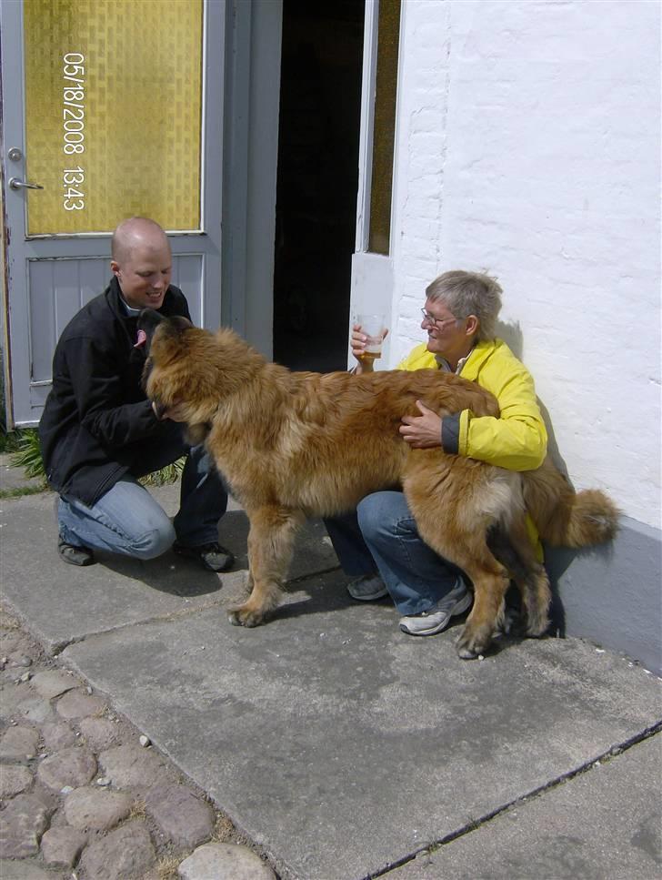 Leonberger Star of Regulus Red Skin - Det godt at ha en at læne sig op af :P (Amos og min mor) billede 14