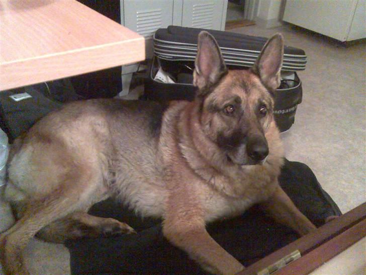 Schæferhund Sippo 'R.I.P' - Ja ja gammel men stadigvæk en flot fyr billede 7