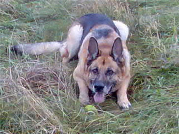 Schæferhund Sippo 'R.I.P' - Mor sagde dæk... billede 8
