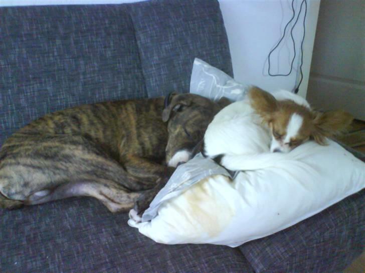 Papillon Chanel - Ohh yes, det er så dejligt at putte .. billede 16