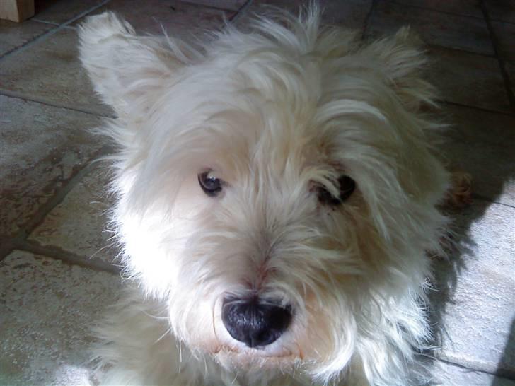 West highland white terrier Bølle  billede 17
