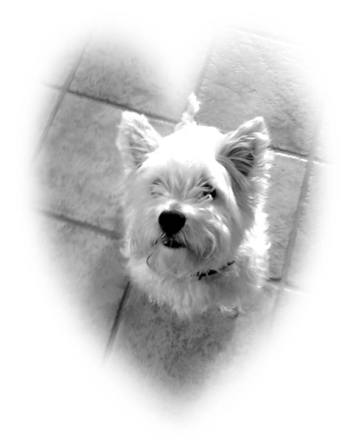 West highland white terrier Bølle  billede 18