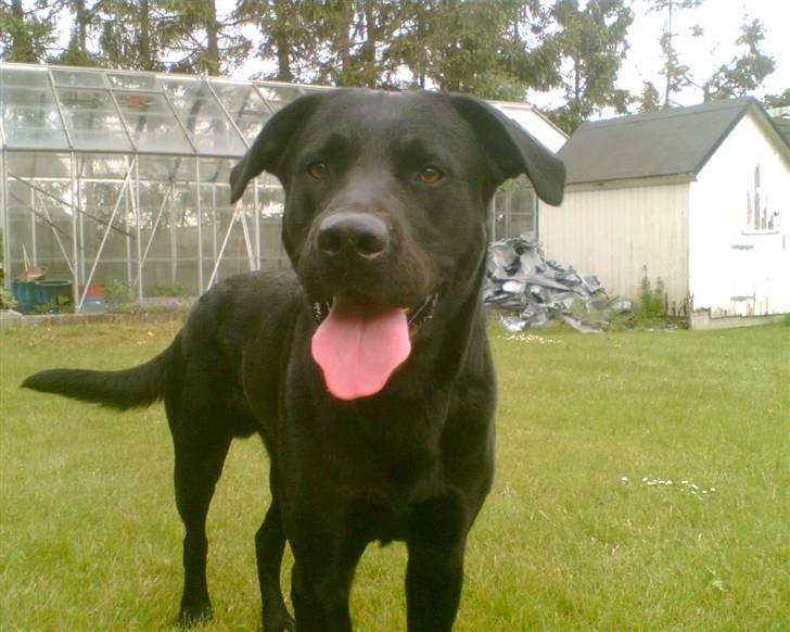Labrador retriever Charlie billede 1