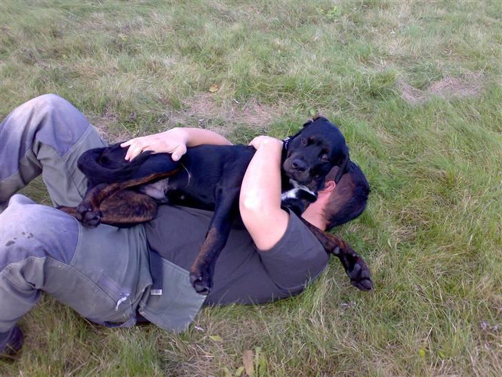 Blanding af racer GD&ROTTWEILER - Cola - billede 15