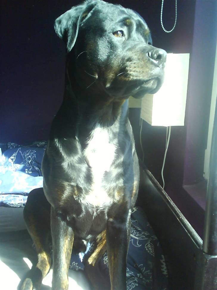 Blanding af racer GD&ROTTWEILER - Cola - billede 16