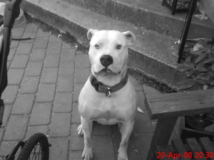 Amerikansk bulldog R.I.P Snow billede 6