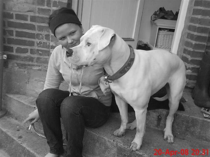 Amerikansk bulldog R.I.P Snow billede 7