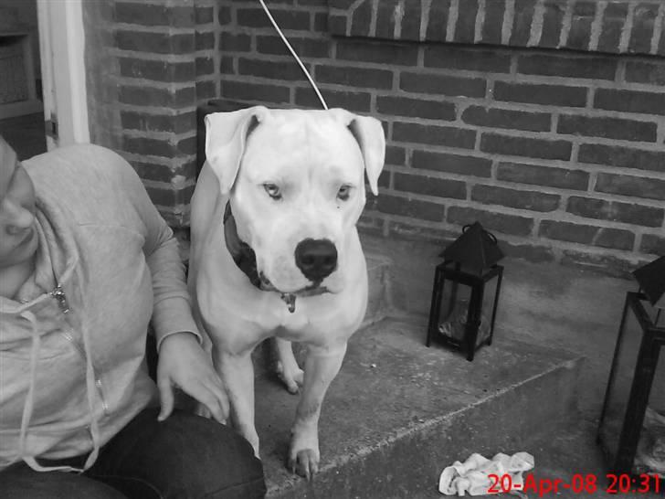 Amerikansk bulldog R.I.P Snow billede 8