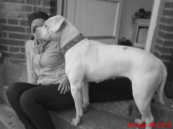 Amerikansk bulldog R.I.P Snow billede 9