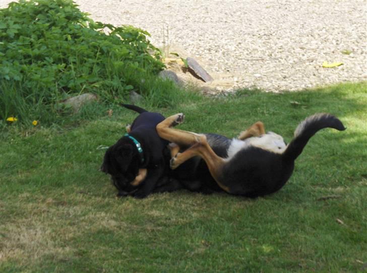 Blanding af racer Mollie - Trine og Mollie der leger. billede 7