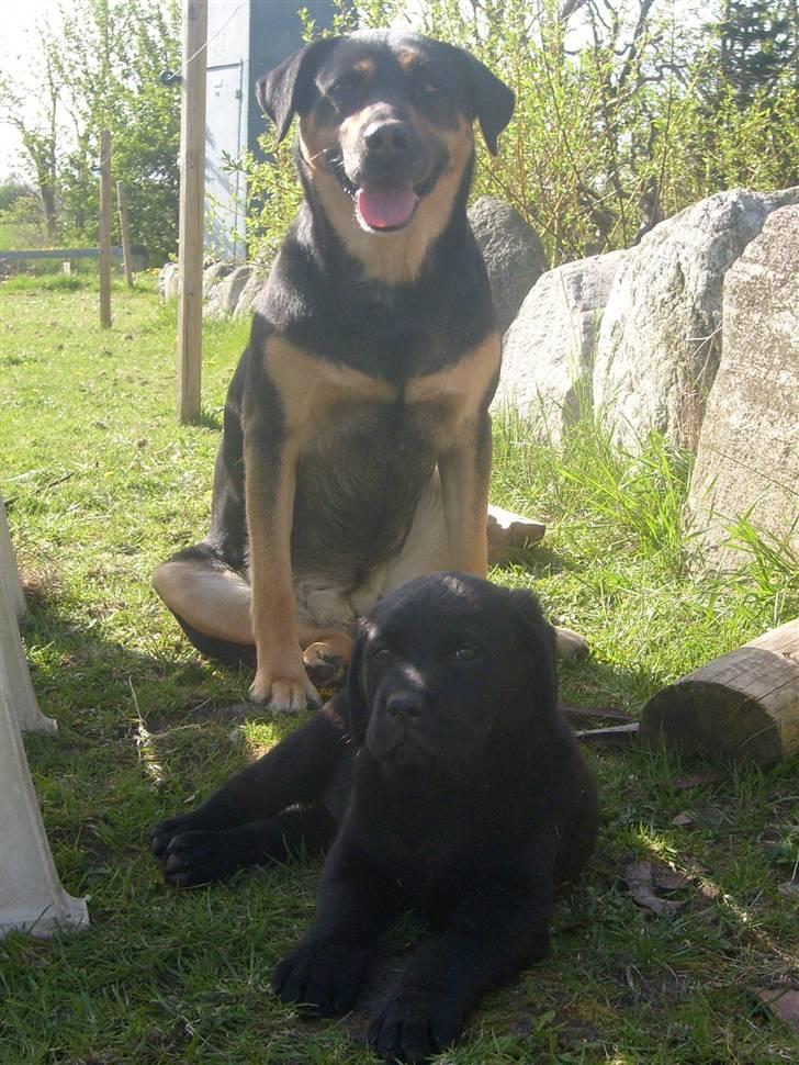 Blanding af racer Mollie - Trine og Mollie. billede 8