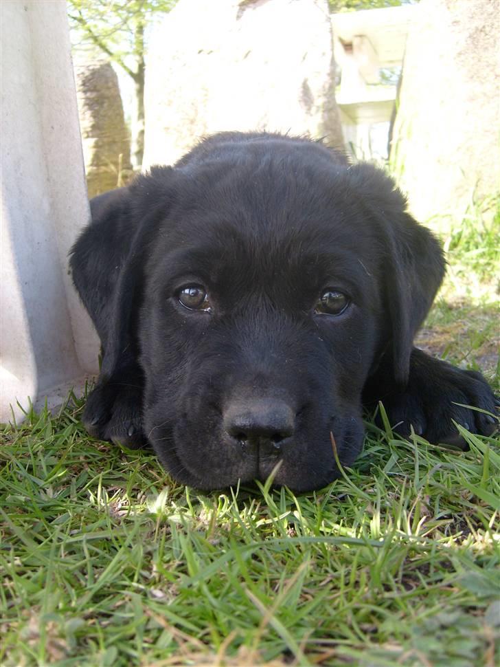 Blanding af racer Mollie - Er jeg ikk bare flot? billede 9