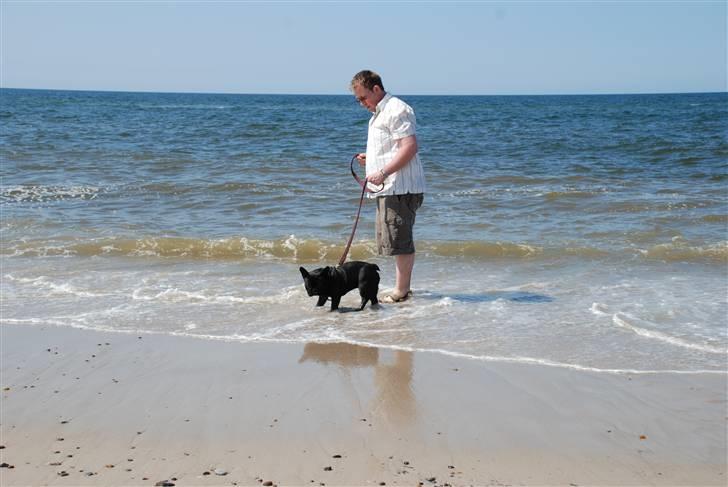 Fransk bulldog Æmmert - Den første badetur i år ved Vesterhavet billede 16