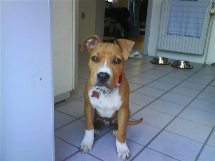 Amerikansk staffordshire terrier Jason billede 1