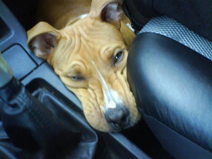 Amerikansk staffordshire terrier Jason billede 2