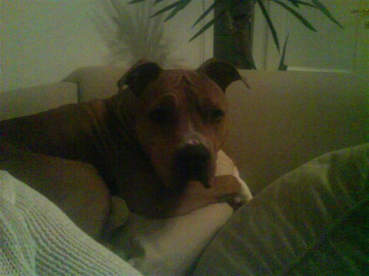 Amerikansk staffordshire terrier Jason billede 3